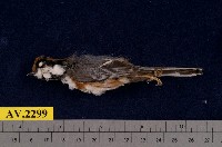 藏品(紅頭山雀)的圖片